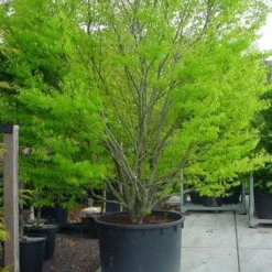 Varenbeuk (Fagus Syvatica 'Asplenifolia' ) -Essentie Groen Verkoop 132fagussyl.asplenifoliasolt 6