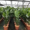 Paradijsvogelplant (Strelitzia Nicolai) -Essentie Groen Verkoop 1 1