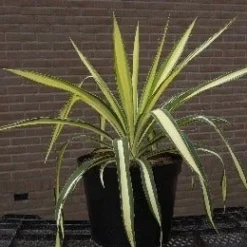 Palmlelie (Yucca Flaccida 'Golden Sword') -Essentie Groen Verkoop 20040829222642 1 1