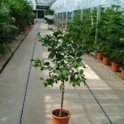 Limoen (Citrofortunella Lemon)