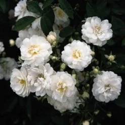 Miniklimroos (Rosa 'Guirlande D'Amour') -Essentie Groen Verkoop 20060518173342 1 1
