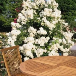 Miniklimroos (Rosa 'Guirlande D'Amour') -Essentie Groen Verkoop 20060518173607 1