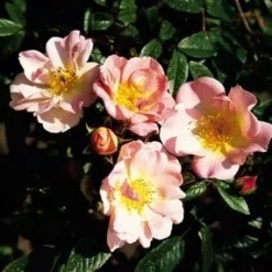 Miniklimroos (Rosa 'Open Arms') -Essentie Groen Verkoop 20060522130052 1 1