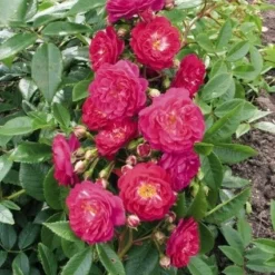 Miniklimroos (Rosa 'Perennial Blue') -Essentie Groen Verkoop 20060522131138 1 1