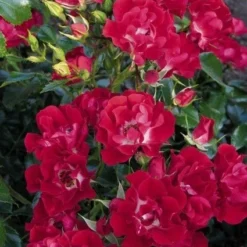 Miniklimroos (Rosa 'Rambling Rosie') -Essentie Groen Verkoop 20060522132020 1 1