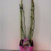 Miniklimroos (Rosa 'Rambling Rosie') -Essentie Groen Verkoop 20060522132040 1