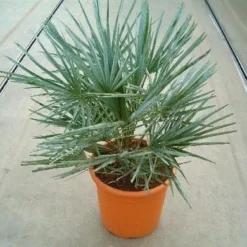Dwergpalm (Chamaerops Humilis 'Cerifera') -Essentie Groen Verkoop 20060622161932 2