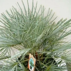 Dwergpalm (Chamaerops Humilis 'Cerifera') -Essentie Groen Verkoop 20060719133839 2