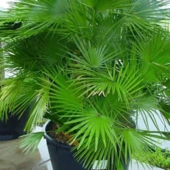 Dwergpalm (Chamaerops Humilis 'Vulcano') -Essentie Groen Verkoop 20070814190943 8 1