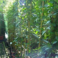 Bosrank, Groenblijvend (Clematis Armandii) -Essentie Groen Verkoop 20070814193958 5