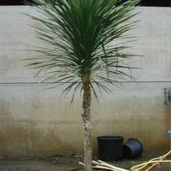 Cordyline (Cordyline Australis) -Essentie Groen Verkoop 20070816135339 8 1