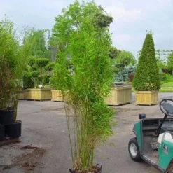 Niet Woekerende Bamboe (Fargesia 'Great Wall') -Essentie Groen Verkoop 20070905151255 7