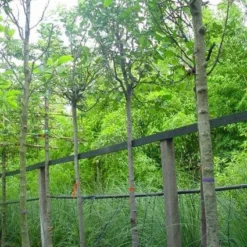 Kweepeer (Cydonia Oblonga) -Essentie Groen Verkoop 20070907160839 5