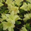 Dwergrhododendron (Rhododendron 'Princess- Anne') -Essentie Groen Verkoop 20071114100749 1