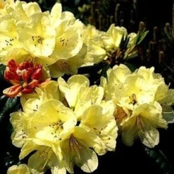 Rhododendron (Rhododendron 'Ehrengold')