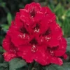 Rhododendron (Rhododendron 'Lord Roberts') -Essentie Groen Verkoop 20071114152649 2