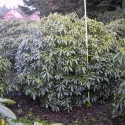 Rhododendron (Rhododendron Catawbiense 'Boursault') -Essentie Groen Verkoop 20071119223754 16