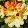 Rhododendron (Rhododendron 'Nancy Evans') -Essentie Groen Verkoop 20071120164505 1