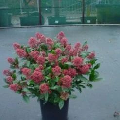 Skimmia (Skimmia Japonica 'Rubella') -Essentie Groen Verkoop 20071120225150 8