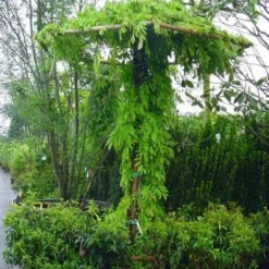 Blauwe Regen (Wisteria Sinensis) -Essentie Groen Verkoop 20071130090736 20