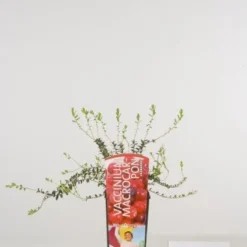 Veenbes (Vaccinium Macrocarpon Cranberry)