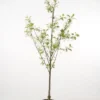 Zure Kers (Prunus Cerasus 'Morel') -Essentie Groen Verkoop 20080415135220 3