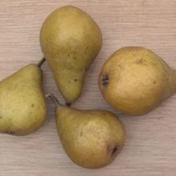 Perenboom (Pyrus Communis 'Gieser Wildeman') -Essentie Groen Verkoop 20080417131017 6