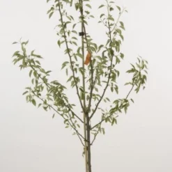 Perenboom (Pyrus Communis 'Gieser Wildeman') -Essentie Groen Verkoop 20080417131130 6