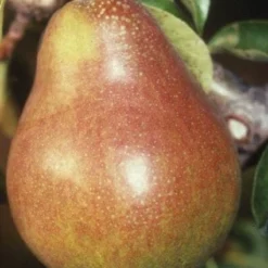 Perenboom (Pyrus Communis 'Doyenne Du Comice') -Essentie Groen Verkoop 20080417132436 6