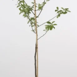 Kweepeer (Cydonia Oblonga) -Essentie Groen Verkoop 20080417145544 2