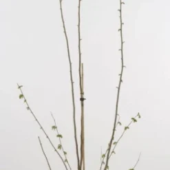 Hazelaar/Hazelnoot (Corylus Avellana 'Webb's Prize Cob') -Essentie Groen Verkoop 20080417160452 1