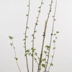 Hazelaar/Hazelnoot (Corylus Avellana 'Webb's Prize Cob') -Essentie Groen Verkoop 20080417162735 1