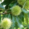 Tamme Kastanje Als Halfstam (Castanea Sativa) -Essentie Groen Verkoop 20080516142129 13 1