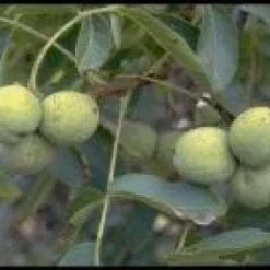 Walnotenboom (Juglans Regia 'Buccaneer')