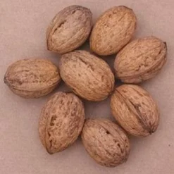 Walnoot (Juglans Regia 'Broadview') -Essentie Groen Verkoop 20080516144112 4