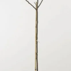 Walnoot (Juglans Regia 'Broadview') -Essentie Groen Verkoop 20080516144158 4