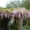 Blauwe Regen, Roze (Wisteria Floribunda 'Rosea') -Essentie Groen Verkoop 20080618102844 11
