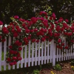 Klimroos (Rosa 'Paul's Scarlet Climber') -Essentie Groen Verkoop 20080625084425 4 1
