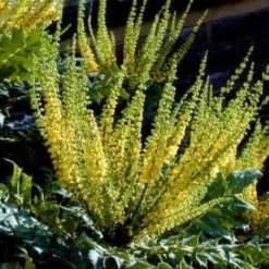 Mahoniestruik (Mahonia Media 'Charity') -Essentie Groen Verkoop 20080709102617 3