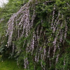 Vlinderstruik (Buddleja Alternifolia) -Essentie Groen Verkoop 20080709110929 2
