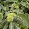 Kastanjeboom (Castanea Sativa 'Lyon') -Essentie Groen Verkoop 20080714110014 2