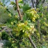 Gele Ribes (Ribes Odoratum) -Essentie Groen Verkoop 20080716085510 2