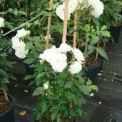 Klimroos (Rosa 'Climbing Schneewittchen') -Essentie Groen Verkoop 20080717123639 3