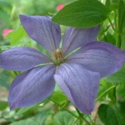 Bosrank (Clematis 'Mrs Cholmondeley') -Essentie Groen Verkoop 20080717140453 1 2