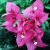 Bougainvillea Als Struik (Bougainvillea Glabra) -Essentie Groen Verkoop 20080723142112 3