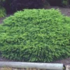 Spar (Picea Abies 'Nidiformis') -Essentie Groen Verkoop 20080730111038 1