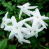 Jasmijn (Jasminum Polyanthum) -Essentie Groen Verkoop 20080918110728 2