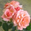 Klimroos (Rosa 'Compassion') -Essentie Groen Verkoop 20080929152503 1