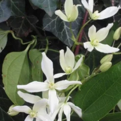 Bosrank, Groenblijvend (Clematis Armandii) -Essentie Groen Verkoop 20081120135411 5 2