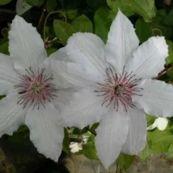 Bosrank (Clematis 'Snow Queen') -Essentie Groen Verkoop 20081120141931 1 2
